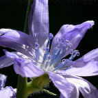 chicory
