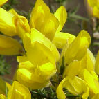 gorse
